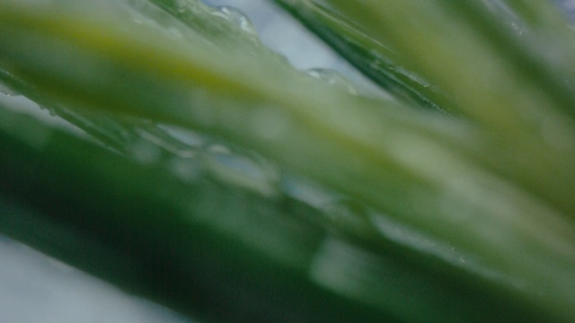 Video Reference: Terrestrial plant, Plant, Grass, Macro photography, Flowering plant, Plant stem, Pattern