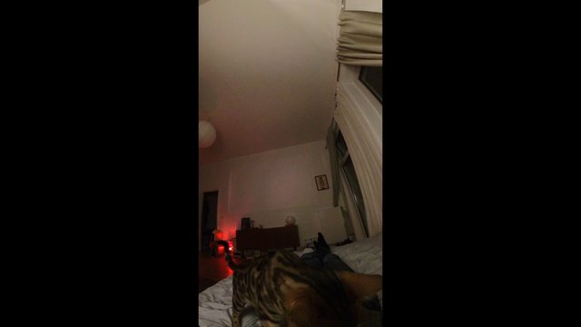 Video Reference: bedroom, interior, cat, pet, bed, window, curtains, dim light, night, home, indoor, furniture, red light, low light