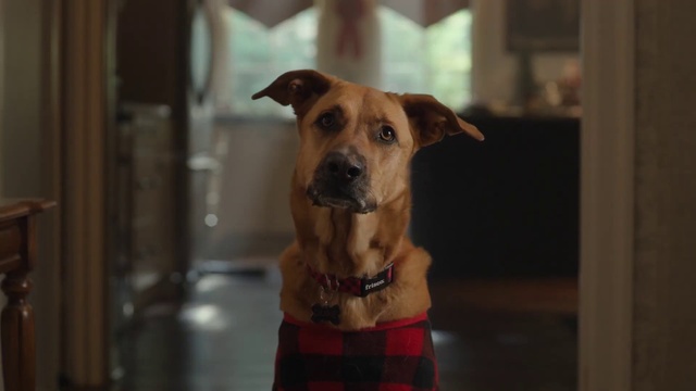 Video Reference: Dog, Tartan, Carnivore, Collar, Pet supply, Fawn, Companion dog, Dog collar, Dog supply, Snout