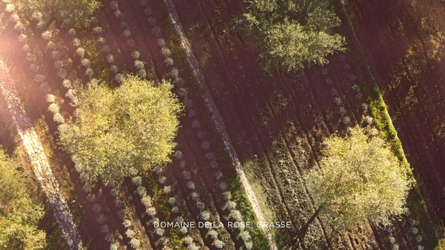 Video Reference: Plant community, Natural landscape, Twig, Wood, Trunk, Terrestrial plant, Deciduous, Tree, Landscape, Grass