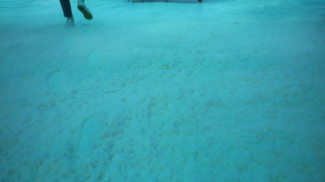 Video Reference: Blue, Green, Vertebrate, Water, Azure, Mammal, Sky, Flooring, Aqua, Floor