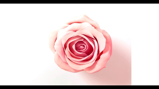 Video Reference: Flower, Plant, Petal, Hybrid tea rose, Pink, Rose, Rosa × centifolia, Magenta, Garden roses, Nail