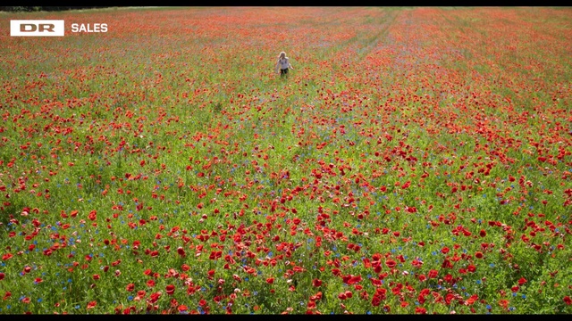 Video Reference: Flower, Plant, People in nature, Nature, Grass, Red, Natural landscape, Petal, Flowering plant, Grassland