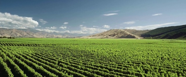 Video Reference: Cloud, Sky, Plant, Mountain, Natural landscape, Highland, Tree, Land lot, Vegetation, Agriculture