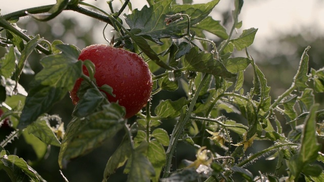 Video Reference: Food, Plant, Fruit, Natural foods, Produce, Tree, Fruit tree, Superfood, Flowering plant, Local food