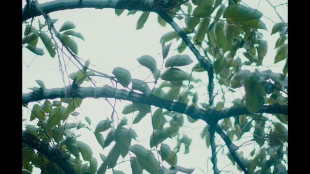 Video Reference: Bird, Plant, Branch, Twig, Tree, Sky, Fruit, Flowering plant, Fruit tree, Produce