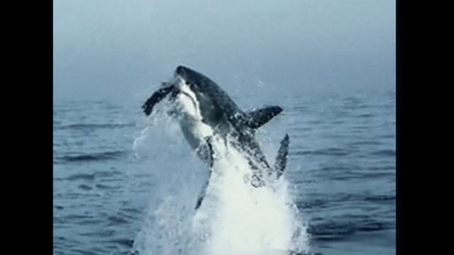 Video Reference: Water, Liquid, Fluid, Fin, Marine biology, Whale, Sky, Natural landscape, Wind wave, Marine mammal
