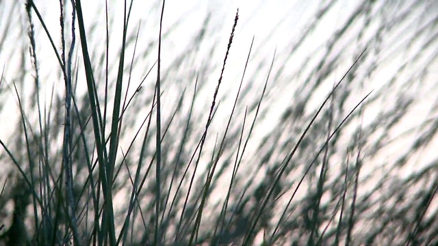 Video Reference: Plant, Sky, Twig, Natural landscape, Wood, Tree, Grass, Tints and shades, Grass family, Terrestrial plant