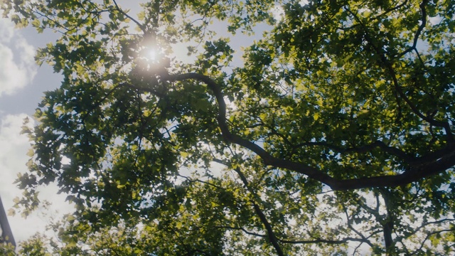 Video Reference: Sky, People in nature, Natural landscape, Twig, Trunk, Tree, Deciduous, Tints and shades, Lens flare, Plant