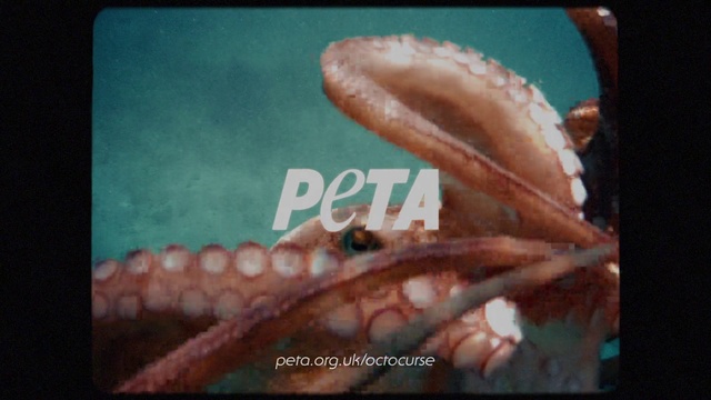 Video Reference: Jaw, Gesture, Font, Marine invertebrates, Terrestrial plant, Marine biology, Electric blue, Underwater, Art, Wildlife