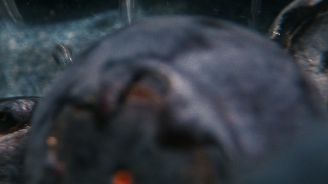 Video Reference: Automotive tire, Automotive lighting, Electric blue, Terrestrial animal, Grass, Metal, Macro photography, Wildlife, Ball, Auto part