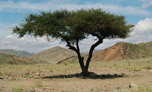 Video Reference: Cloud, Sky, Plant, Plant community, Branch, Natural landscape, Tree, Mountain, Vegetation, Woody plant