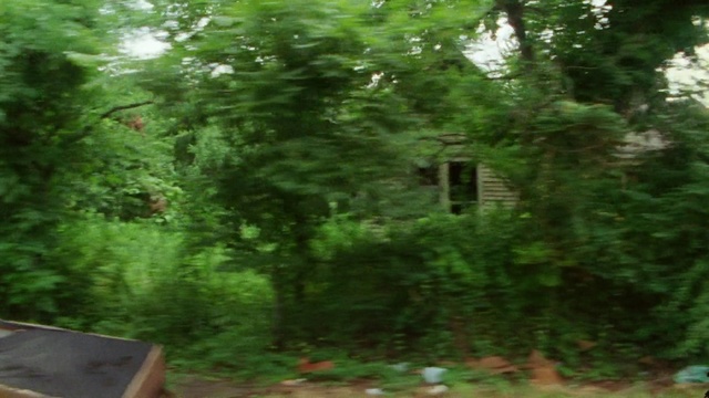 Video Reference: Plant, Terrestrial plant, Natural landscape, Grass, Wood, Shrub, Groundcover, Trunk, Evergreen, Tree