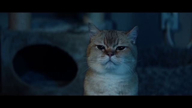 Video Reference: Cat, Carnivore, Felidae, Whiskers, Fawn, Small to medium-sized cats, Terrestrial animal, Snout, Sky, Fur