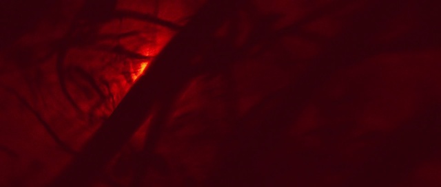 Video Reference: Orange, Wood, Automotive lighting, Tree, Sky, Rectangle, Tints and shades, Magenta, Twig, Electric blue