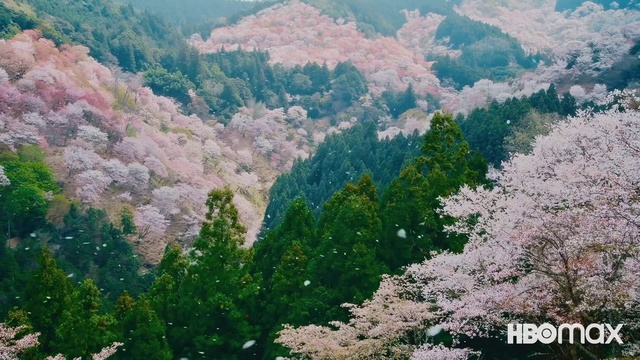 Video Reference: Plant, Plant community, Ecoregion, Mountain, Nature, Natural landscape, Larch, Vegetation, Tree, Biome