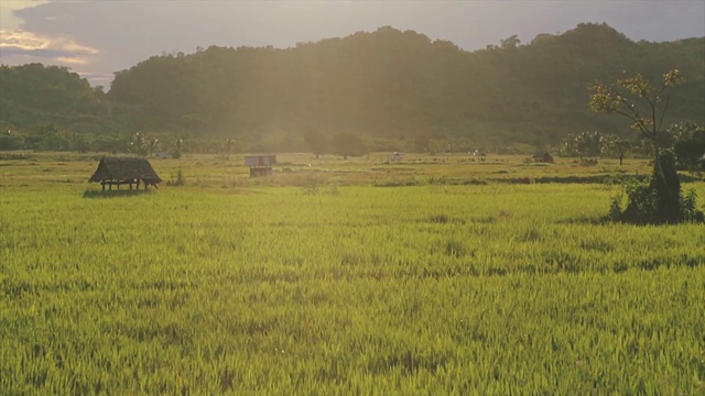 Video Reference: Plant, Sky, Natural landscape, Land lot, Tree, Agriculture, Grass, Plain, Grassland, Landscape