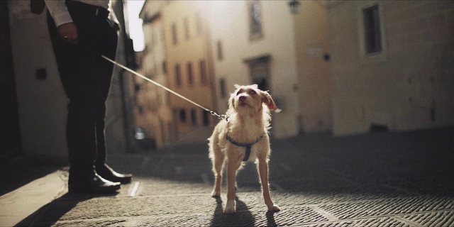 Video Reference: Dog, Working animal, Dog breed, Carnivore, Mammal, Fawn, Companion dog, Snout, Leash, Human leg