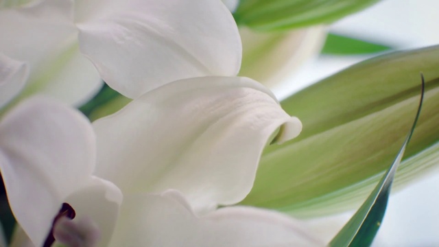 Video Reference: Flower, Plant, Petal, Terrestrial plant, Flowering plant, Close-up, Macro photography, Herbaceous plant, Pedicel, Menu