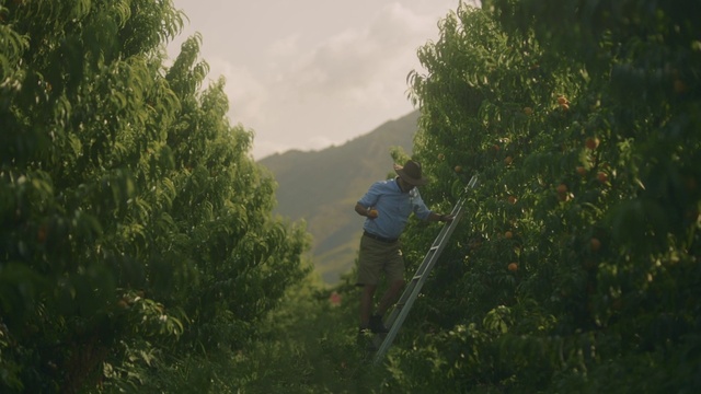 Video Reference: Cloud, Plant, Plant community, Sky, Window, Tree, Wood, Atmospheric phenomenon, Grass, Road