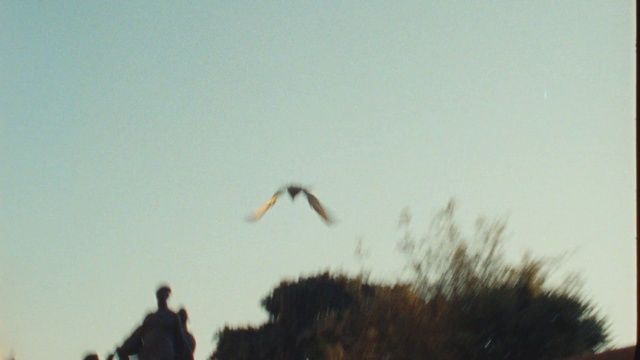 Video Reference: Sky, Bird, Beak, Wing, Animal migration, Seabird, Bird migration, Charadriiformes, Flight, Water bird