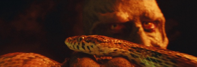 Video Reference: Reptile, Snake, Scaled reptile, Terrestrial animal, Fish, Marine biology, Underwater, Tail, Corn Snake, Serpent