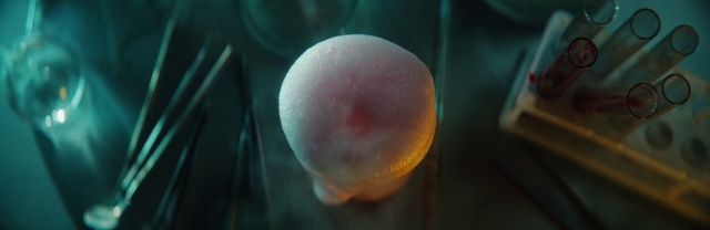 Video Reference: Marine invertebrates, Organism, Jellyfish, Underwater, Marine biology, Cnidaria, Bioluminescence, Peach, Reef, Invertebrate