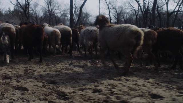 Video Reference: Tree, Working animal, Natural landscape, Atmospheric phenomenon, Grazing, Terrestrial animal, Sky, Landscape, Wood, Snout
