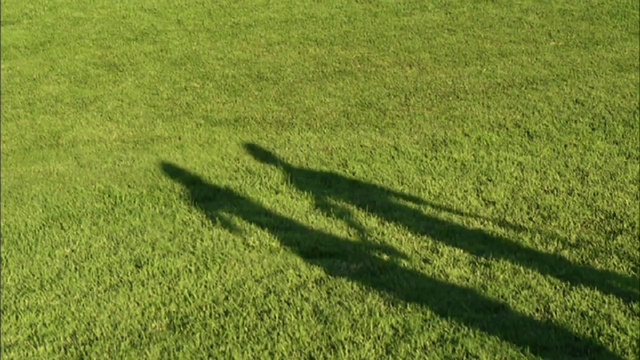 Video Reference: Plant, People in nature, Groundcover, Flooring, Grassland, Agriculture, Grass, Tints and shades, Grass family, Natural landscape