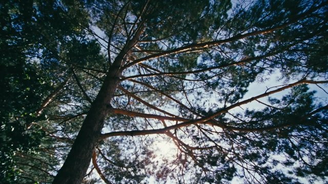 Video Reference: forest, pine trees, tree canopy, sunlight, nature, outdoors, sky, branches, woods, backlit, landscape, evergreen, tranquil, upward view