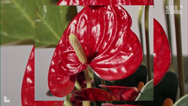 Video Reference: Flower, Plant, Nature, Leaf, Petal, Organism, Terrestrial plant, Red, Flowering plant, Close-up