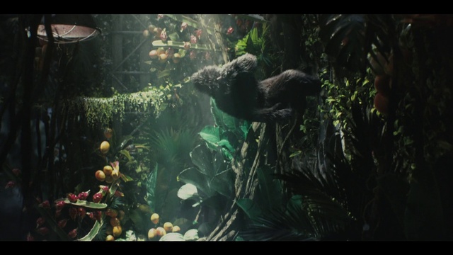 Video Reference: Plant, Natural environment, Organism, Sunlight, Terrestrial plant, Grass, Underwater, Aquatic plant, Darkness, Forest