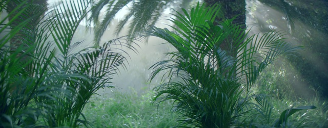 Video Reference: Plant, Plant community, Tree, Terrestrial plant, Arecales, Biome, Grass, Evergreen, Natural landscape, Woody plant