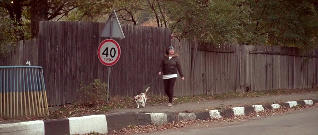 Video Reference: Dog, Plant, Vertebrate, Tree, Mammal, Carnivore, Fence, Grass, Asphalt, Fawn
