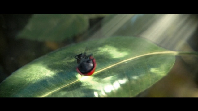 Video Reference: Insect, Arthropod, Terrestrial plant, Pest, Grass, Tints and shades, Funeral, Beetle, Wing, Parasite