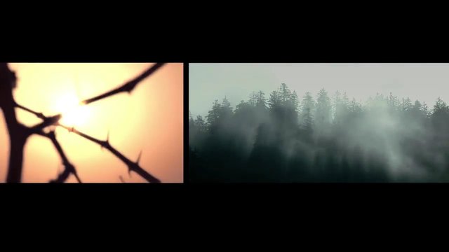 Video Reference: nature, forest, mist, sunlight, silhouette, branches, thorns, trees, landscape, fog, split-screen, outdoors