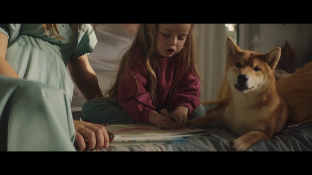 Video Reference: Dog, Carnivore, Spitz, Companion dog, Comfort, Dog breed, Happy, Event, Sitting, Fun