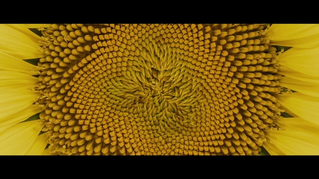 Video Reference: Rectangle, Terrestrial plant, Art, Font, Natural material, Pattern, Mesh, Symmetry, Linens, Fractal art