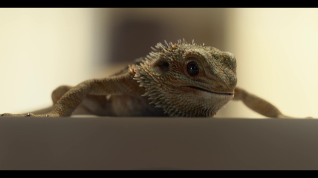 Video Reference: Reptile, Iguania, Lizard, Scaled reptile, Terrestrial animal, Snout, Iguanidae, Dragon lizard, Tail, Macro photography