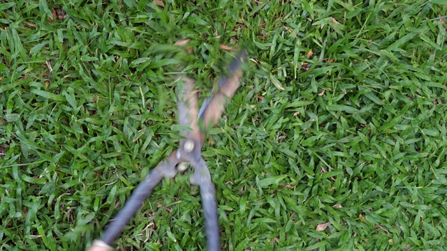 Video Reference: Plant, Terrestrial plant, Grass, Groundcover, Shrub, Grass family, People in nature, Lawn, Terrestrial animal, Twig