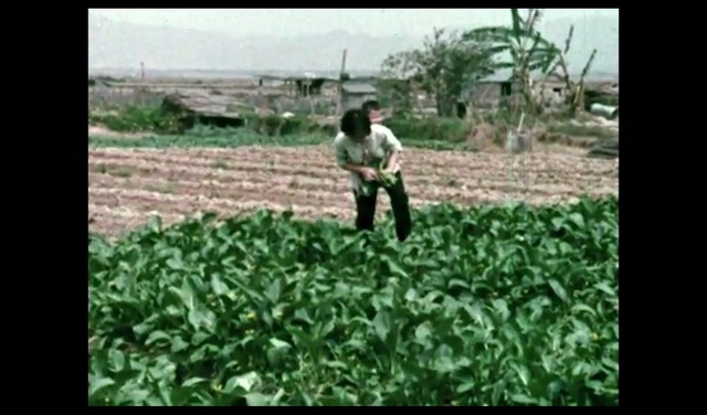 Video Reference: Plant, Land lot, Grass, People in nature, Agriculture, Groundcover, Farmer, Tree, Tobacco, Grass family