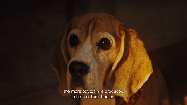 Video Reference: beagle, dog, close-up, pet, animal, portrait, indoors, dim lighting, warm light, subtitle, text overlay, sad expression, face, ears, canine
