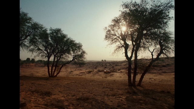Video Reference: Sky, Plant, Tree, Natural landscape, Twig, Atmospheric phenomenon, Horizon, Grass, Plain, Grassland