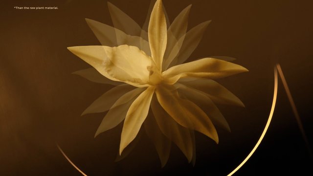 Video Reference: flower, plant, abstract, macro, golden, petals, close-up, dark background, translucent, botanical, stylized, minimal, organic, light arcs, text overlay