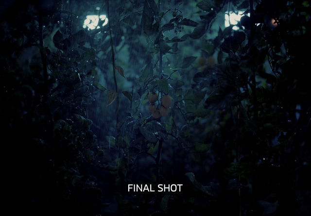 Video Reference: Organism, Atmospheric phenomenon, Terrestrial plant, Underwater, Forest, Glass, Darkness, Water, Midnight, Grass