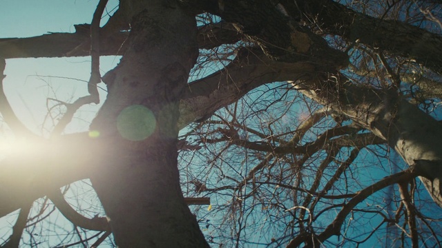 Video Reference: Brown, Atmosphere, Sky, Plant, Twig, Wood, Trunk, World, Tree, Tints and shades