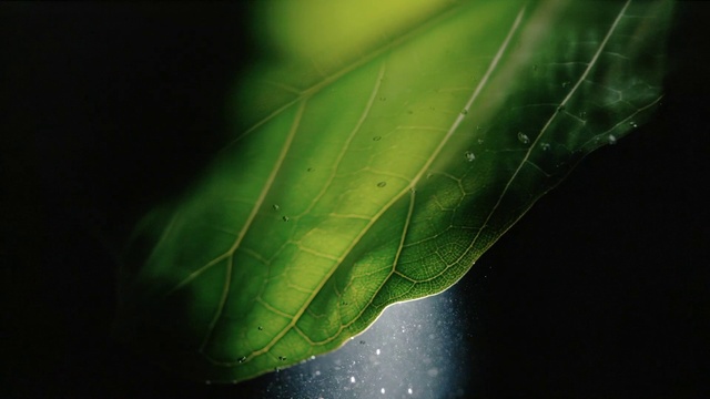 Video Reference: Water, Plant, Terrestrial plant, Natural material, Grass, Moisture, Tree, Twig, Arthropod, Flowering plant