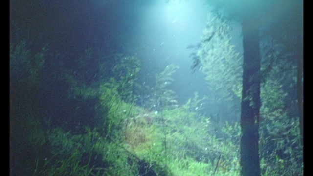 Video Reference: Water, Plant, Underwater, Terrestrial plant, Tree, Marine biology, Algae, Landscape, Natural landscape, Grass