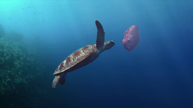 Video Reference: Water, Vertebrate, Underwater, Organism, Loggerhead sea turtle, Reptile, Turtle, Fluid, Hawksbill sea turtle, Kemps ridley sea turtle