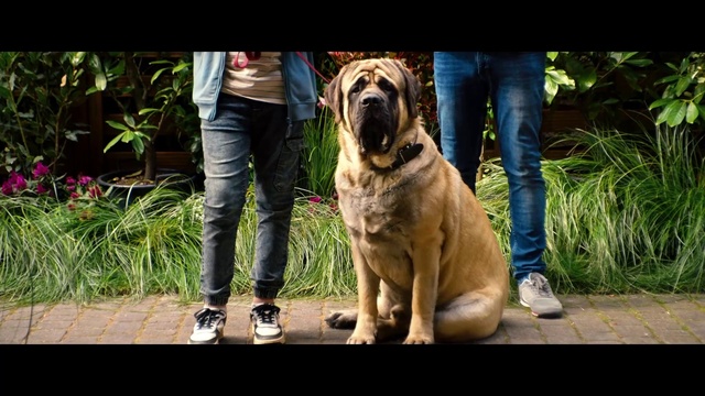 Video Reference: Plant, Dog, Shoe, Dog breed, Carnivore, Companion dog, Fawn, Wrinkle, Snout, Grass